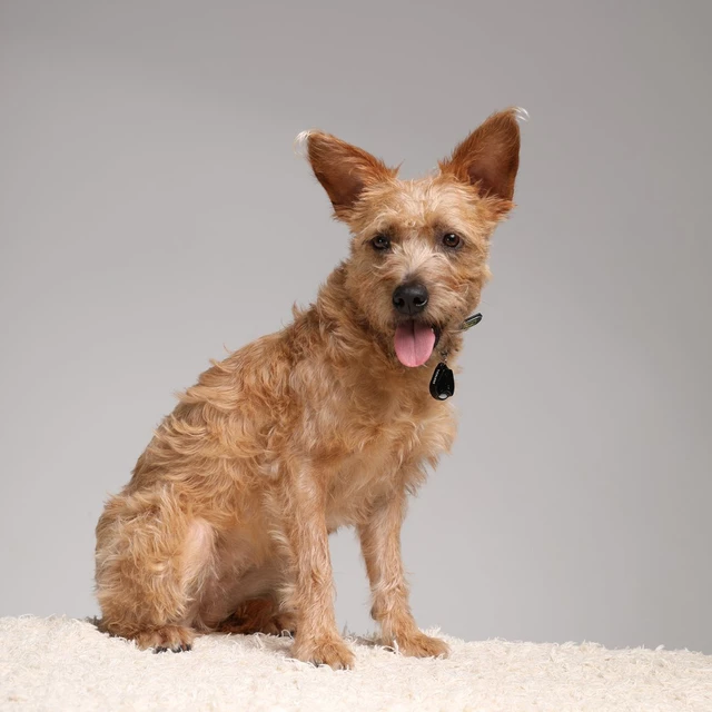 Ultrahangos bolha- és kullancsriasztó Tickless Pet állatoknak - fekete