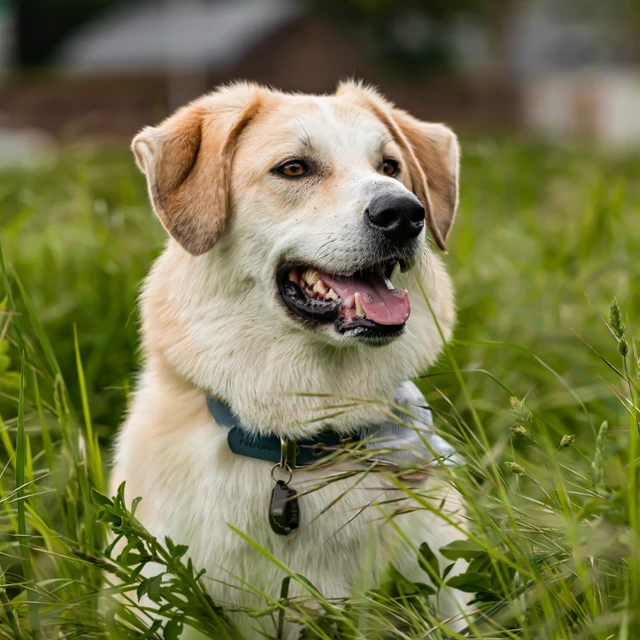 Ultrahangos bolha- és kullancsriasztó Tickless Pet állatoknak - fekete