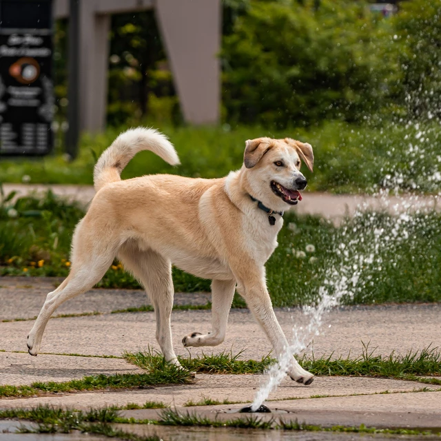 Ultrahangos bolha- és kullancsriasztó Tickless Pet állatoknak - fekete
